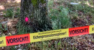 Warnung vor dem Eichenprozessionsspinner. Foto: Symbolbild