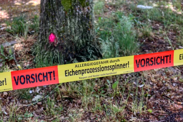 Warnung vor dem Eichenprozessionsspinner. Foto: Symbolbild Warnung vor dem Eichenprozessionsspinner. Foto: Symbolbild