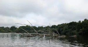 Verheddert in Angelschnüren verendeten drei Wildvögel am Steller See qualvoll. Foto: Landkreis Harburg