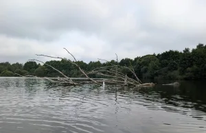 Verheddert in Angelschnüren verendeten drei Wildvögel am Steller See qualvoll. Foto: Landkreis Harburg