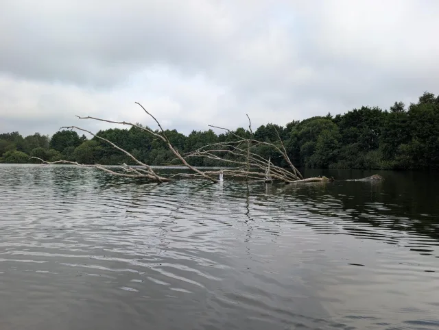 Verheddert in Angelschnüren verendeten drei Wildvögel am Steller See qualvoll. Foto: Landkreis Harburg Verheddert in Angelschnüren verendeten drei Wildvögel am Steller See qualvoll. Foto: Landkreis Harburg