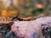 Nasses Laub im Herbst. Foto: Symbolbild
