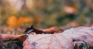 Nasses Laub im Herbst. Foto: Symbolbild