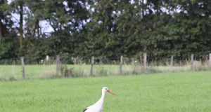 Intakte Feuchtwiesen sind eine Voraussetzung, damit es dem Storch gut geht. Foto: Landkreis Harburg