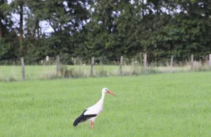 Intakte Feuchtwiesen sind eine Voraussetzung, damit es dem Storch gut geht. Foto: Landkreis Harburg