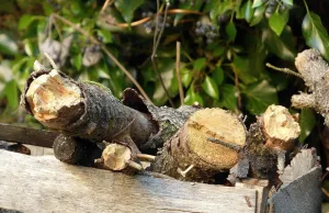 Aktion im Herbst: Baum- und Strauchschnitt kostenlos häckseln lassen in Winsen Äste und Grünschnitt. Foto: Symbolbild